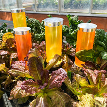 Load image into Gallery viewer, Double Down (Umi 2-pack)