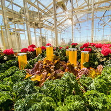 Load image into Gallery viewer, Green Thumb (Umi 4-Pack)