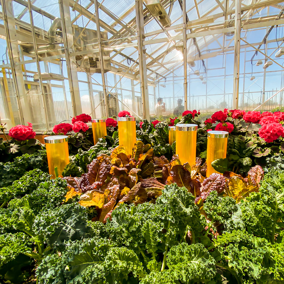 Green Thumb (Umi 4-Pack)